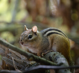 Chipmunk in the forest in autumn