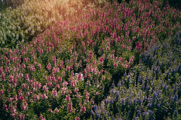 Obraz premium Vibrant Wildflower Field in Bloom with Colorful Petals Under Soft Sunshine and Gentle Rays in Nature's Splendor