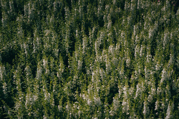 Lush Field of White Flowers in Natural Light with Green Foliage and Soft Shadows, Ideal for Nature and Landscape Themes