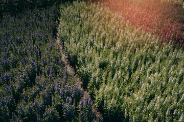 Vibrant Flower Fields with Vivid Colors and Lush Greens in a Beautiful Landscape under Gentle Evening Light