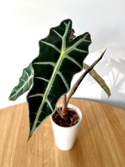 Alocasia Polly in white plastic pot on a wooden table