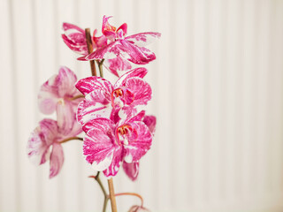 A single pink and white flower with a stem. The orchid is the main focus of the image. Selective focus. Light color background. Light and airy mood and feel. Nature color and shape.