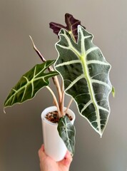 Alocasia Polly in white plastic pot