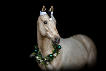 Kinsky horse with Christmas wreath around neck, elegant palomino portrait on black background with festive green garland © Annabell Gsödl