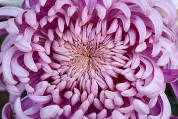 raindrops on a large pink chrysanthemum
