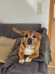The dog is resting on the couch