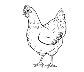 Hand drawn ink illustration of a standing hen in classic vintage farm style. Rural poultry sketch suitable for agriculture education, packaging, eco farm branding or children coloring books.