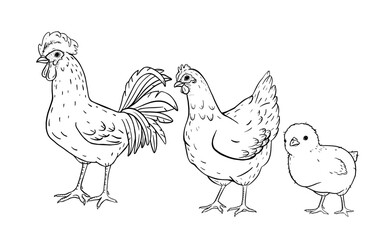 Hand drawn farm sketch with rooster, hen and small chick in vintage rural style. Classic countryside livestock scene for agriculture education, packaging, children books or eco farm branding.
