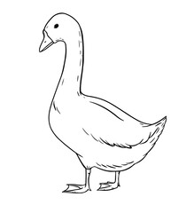 Farm goose in simple hand-drawn style, standing calmly as a symbol of rural countryside life. Traditional livestock bird found in village farms and folk culture. Gentle vintage style illustration.