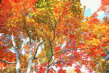 カラフルな紅葉