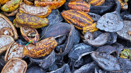 Cocoa shell litter in the garden.