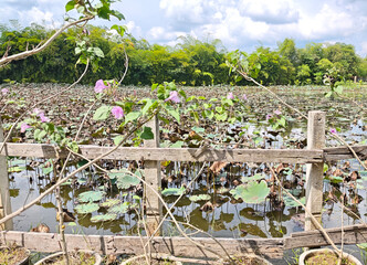 Dried lotus seeds and leaves in the pond