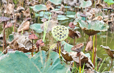 Dried lotus seeds and leaves in the pond