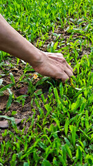 Growing young grass by hand