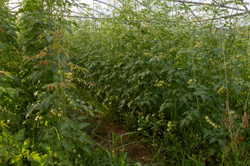 Growing of red salad or sauce tomatoes on greenhouse plantations in Fondi, Lazio, agriculture in Italy in summer