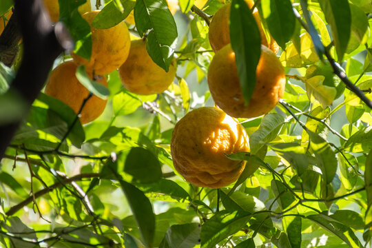 Citrus fruits of bergamot orange tree in Bergamo, North Italy, using in earl grey tea, citrix bergamia tree