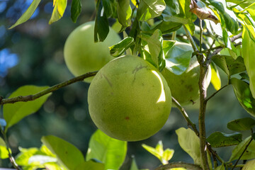 Citrus fruits of citrus paradisi Grapefruit Pompelmo hanging on evergreen trees on Como lake, north of Italy
