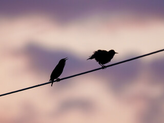 Birds singing on a wire at sunset in a evening sky