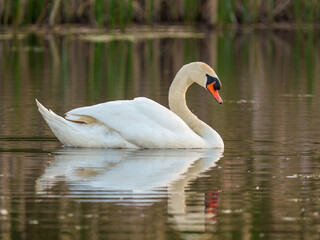 Naklejka premium Swan glides through calm water reflecting in a natural setting