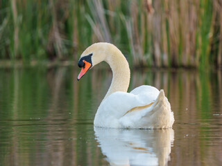 Obraz premium Swan gliding on calm water amidst green reeds at sunset