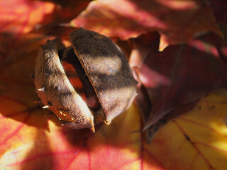 Eine Kastanie schaut aus ihrer Schale heraus, sie liegt auf buntem Herbstlaub