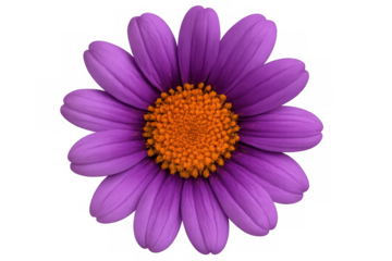 Purple daisy flower blooming with vibrant orange center, isolated with transparent background, nature beauty concept