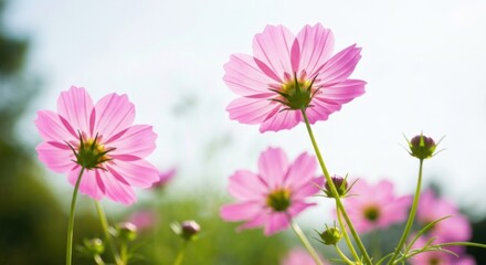 Obraz premium Backlit pink cosmos flowers glow softly with sunshine, viewed from below against bright sky