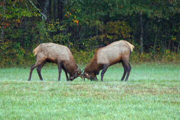 Pair of bull elk locking antlers in show of herd competition and dominance. 