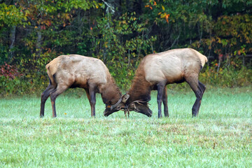Pair of bull elk locking antlers in show of herd competition and dominance. 