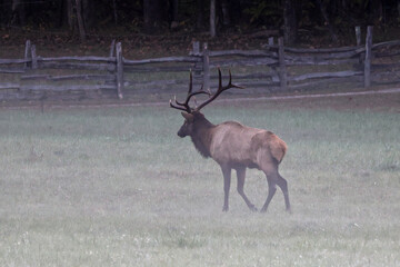 Bulk elk grazing in misty meadow. 