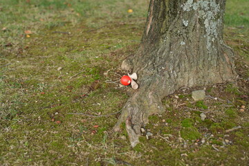 A red mushroom is sitting on the ground next to a tree