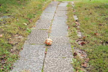 A small orange ball is sitting on a brick walkway