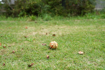 A ball is sitting on the grass in a yard
