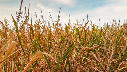 Corn Crops Experiencing Drought Conditions. Dry leaves and stalks are wilted on the mature corn crops. Captured in mid-September (just prior to harvest) in the Midwest, USA.