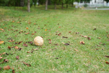 A baseball is sitting on the grass in a park