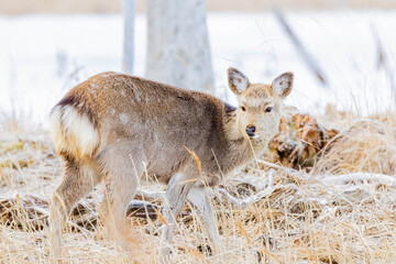 エゾシカ
