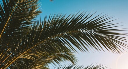 Fototapeta premium Palm fronds backlit by golden sunlight against a bright clear blue sky, tropical feel