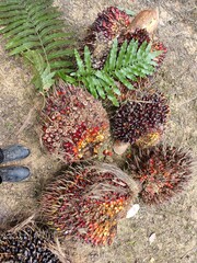 Pile of fresh palm oil bunch isolated on Garden