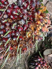 Pile of fresh palm oil bunch isolated on Garden