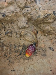 Pile of fresh palm oil bunch isolated on Garden