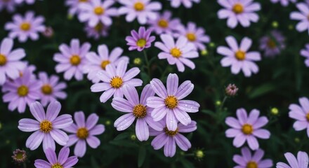 Vibrant close-up of light purple daisy-like flowers with yellow centers and dewdrops