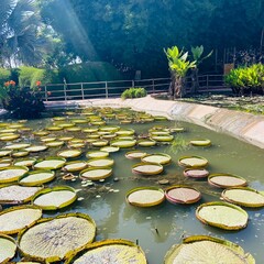 water lily in the pond