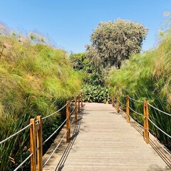 wooden bridge in the forest