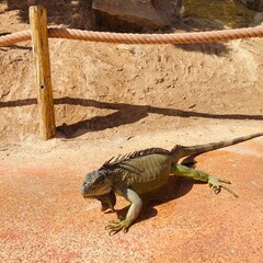 Big iguana in the park