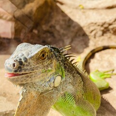 close up of a iguana in zoo.