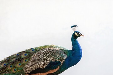 Naklejka premium A peacock with vivid and elaborate feathers is showcased in a natural environment, highlighting its striking appearance.