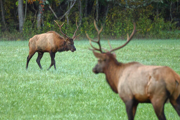 Bull elk grazing battling in grassy meadow during fall rut. 
