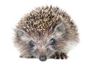 hedgehog isolated on a transparent background