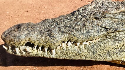close up of a crocodile in zoo. Crocodile head zoom in.