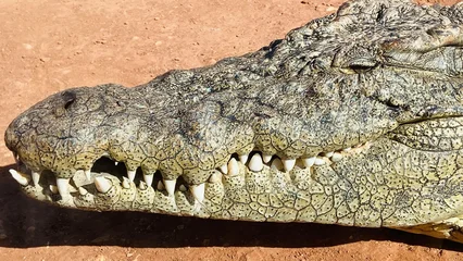 Gardinen Krokodil close up of a crocodile in zoo. Crocodile head zoom in.  © Jaouad